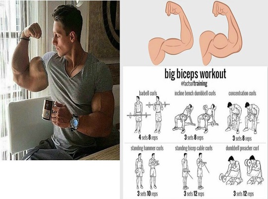 The 18 Top Dumbbell Exercises For Biceps ! ~ www ...