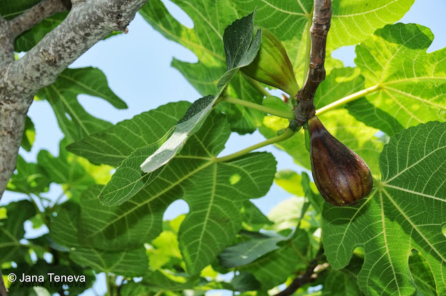 Fig tree in Sardinia