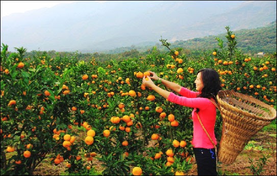 สายพันธุ์ของส้มที่นิยมปลูกในประเทศไทย