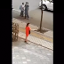 لقطات تخطف الأنفاس لفتاة تحاول ذبح نفسها بالساطور! شاهد من الذي قام بإنقاذها !!