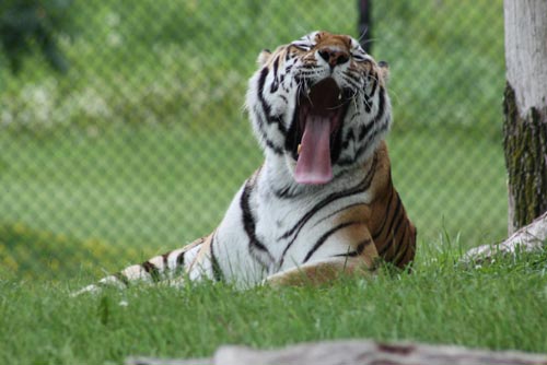 Siberian Tiger Siberian Tiger