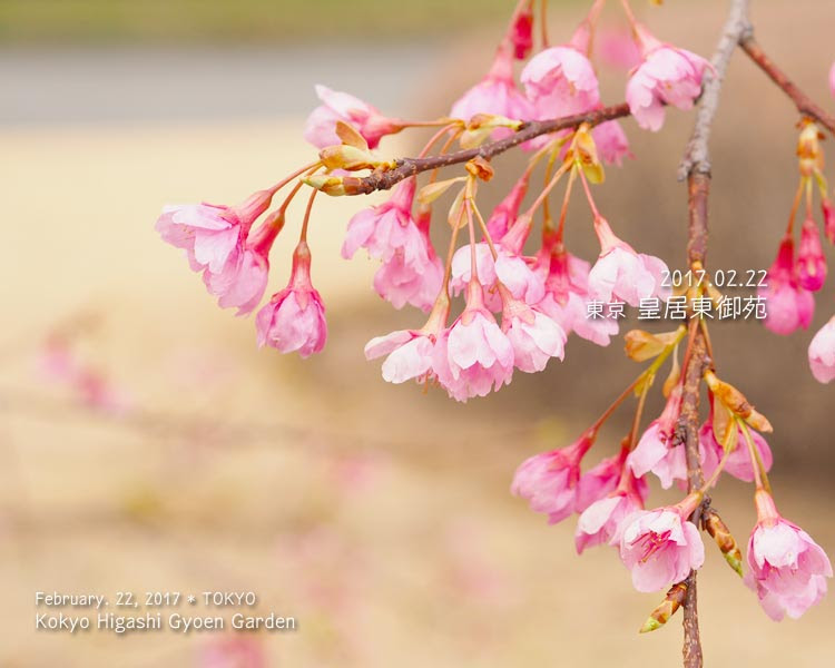 皇居東御苑の寒桜