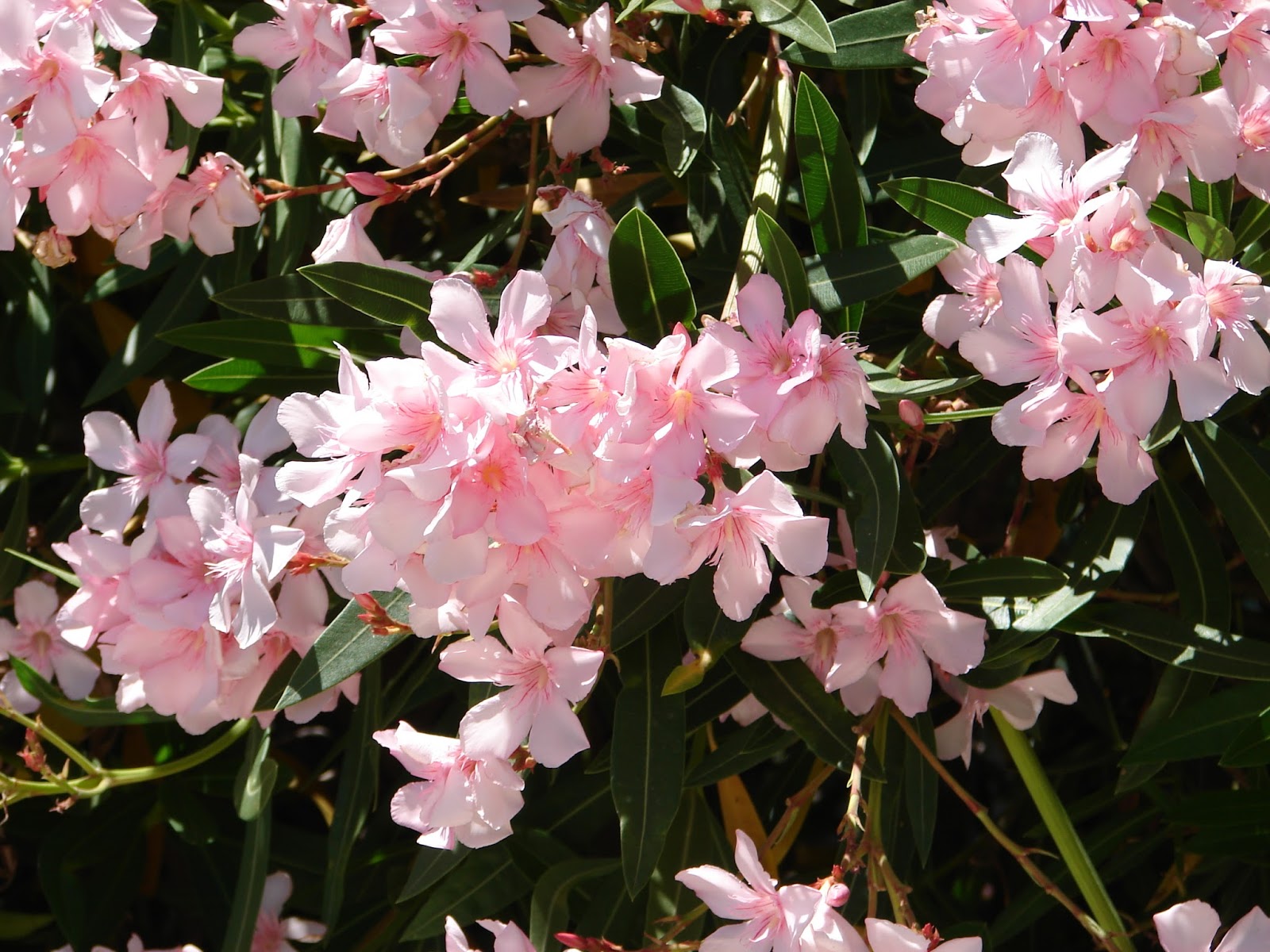 BREATHTAKING Flowers and Fences