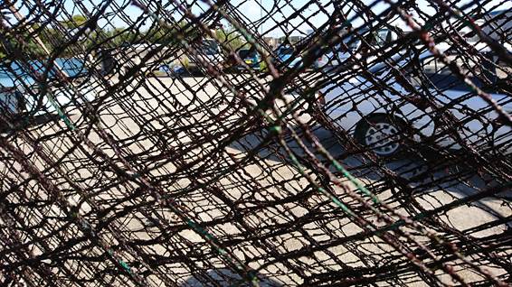 ノリ養殖速報 平成２８年１１月１１日 ハマグリ アサリ 熊本海苔なら川口漁業協同組合