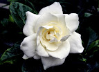 Gardenia Jasminoides