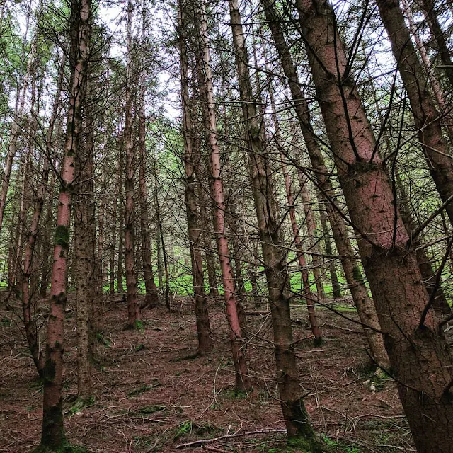 Wicklow Mountains Tour - The forested path of St. Kevin's Way in Glendalough