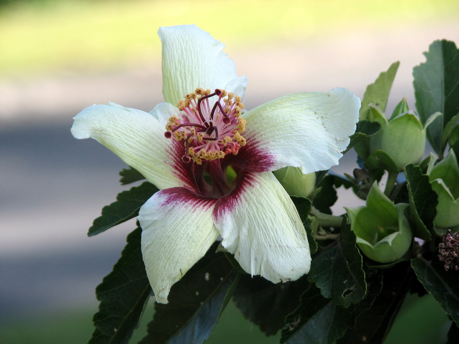 Native Plant Photography: Hibiscus insularis Phillip Island Hibiscus Flower