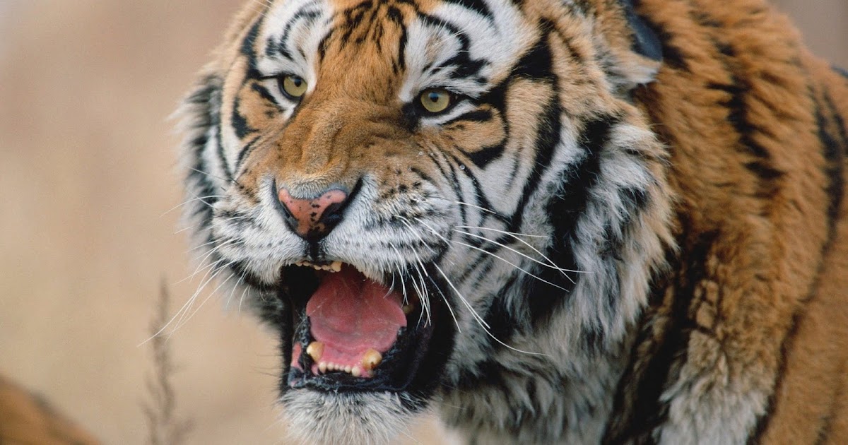 Singa Vs Harimau Gambar singa harimau macan Dunia Binatang