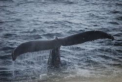 Humpback Whale Fluke, Photo by Rob Tillar