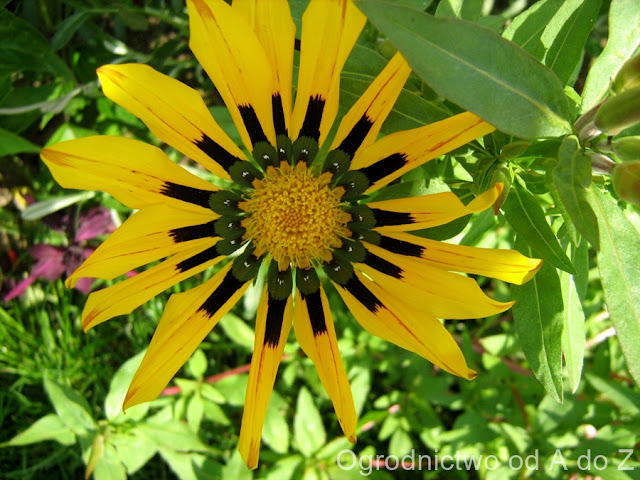 Gazania Gazania x hybrida