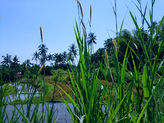 Tall Weeds With Yellow Flowers The Farm Field