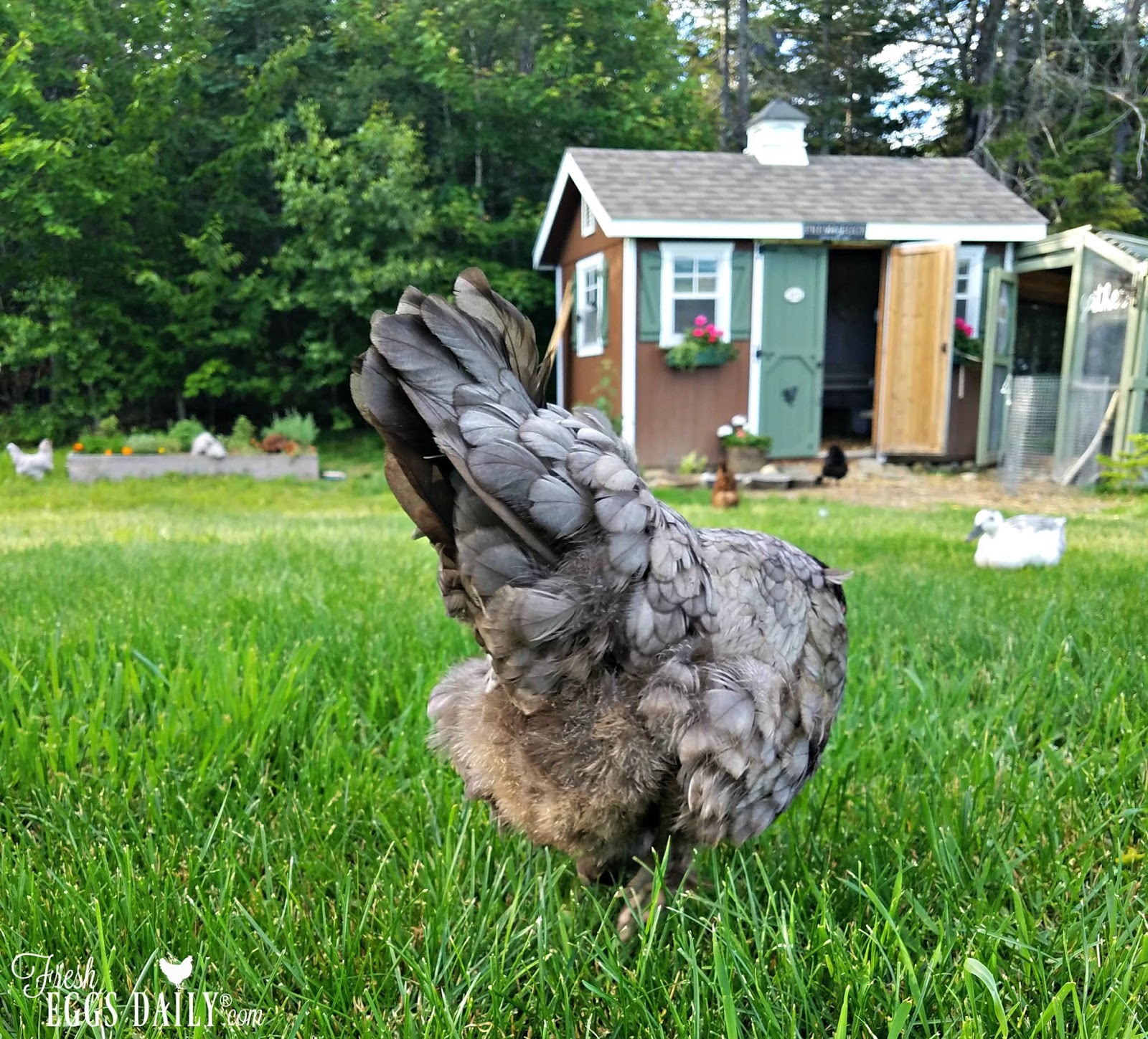 How Will the Eclipse Impact my Chickens and Ducks How Will the Eclipse Impact my Chickens and Ducks