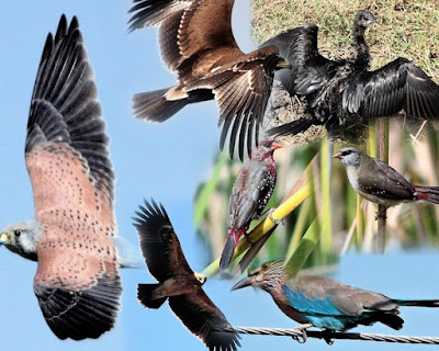 "A collage of wild birds from the Pareij wetlands"