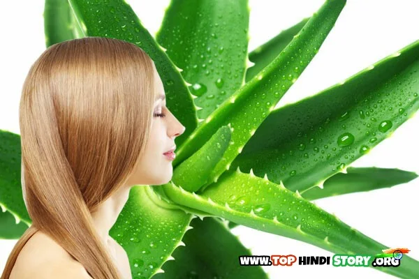 Aloe Vera Use for hair In Hindi