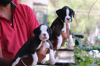top dog breeders in bangalore