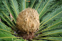 Fuente: http://plantasvillor.es/wp-content/uploads/2013/04/Cyca-revolutaPalmera-del-Sag%C3%BA.jpg