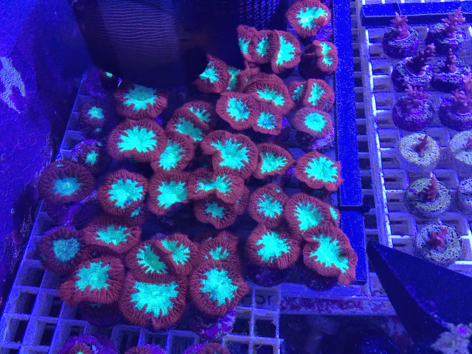 blasto lps coral frag