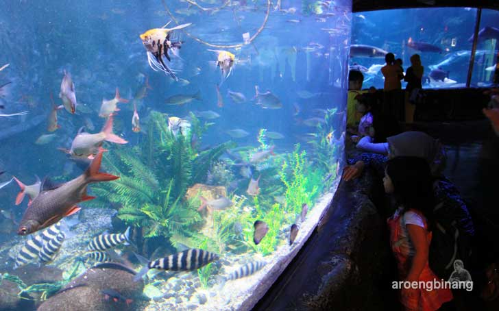 sea world ancol jakarta