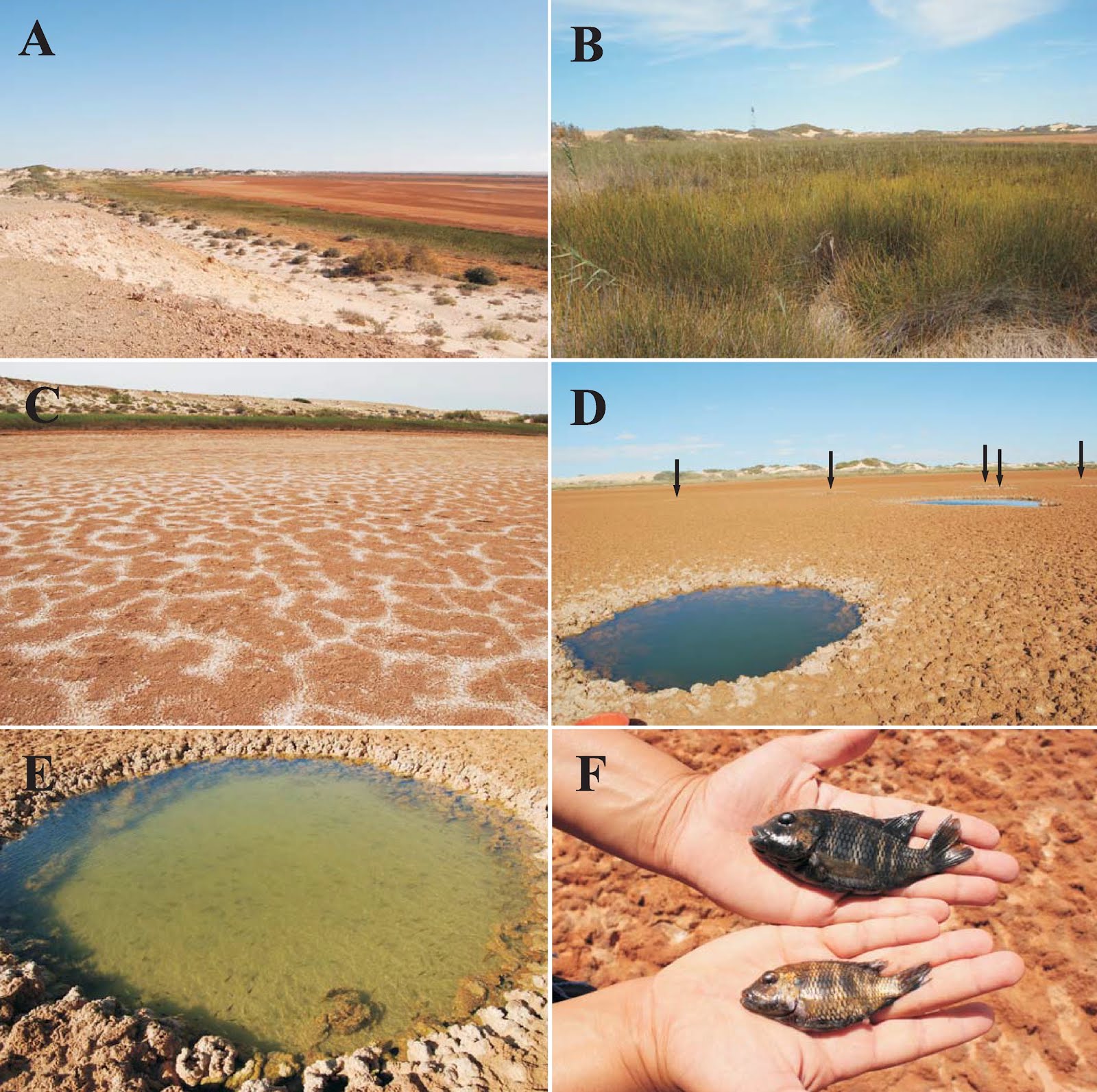 Species New to Science [Ichthyology • 2018] A Euryhaline Fish, Lost in