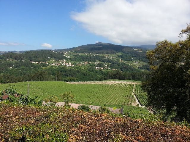 Viñedos en Arbo de Marqués de Vizjoha