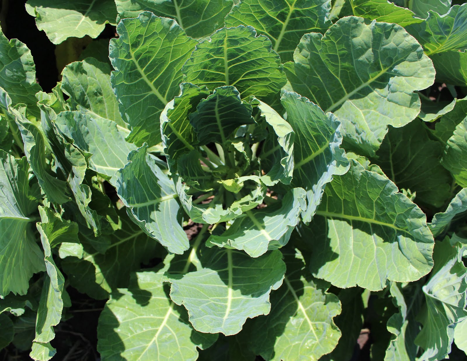 Harmony Valley Farm Vegetable Feature Collard Greens