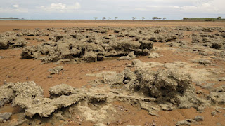 Relict hardpan resists erosion by sea at Clairview hardpan with encrusting oysters
