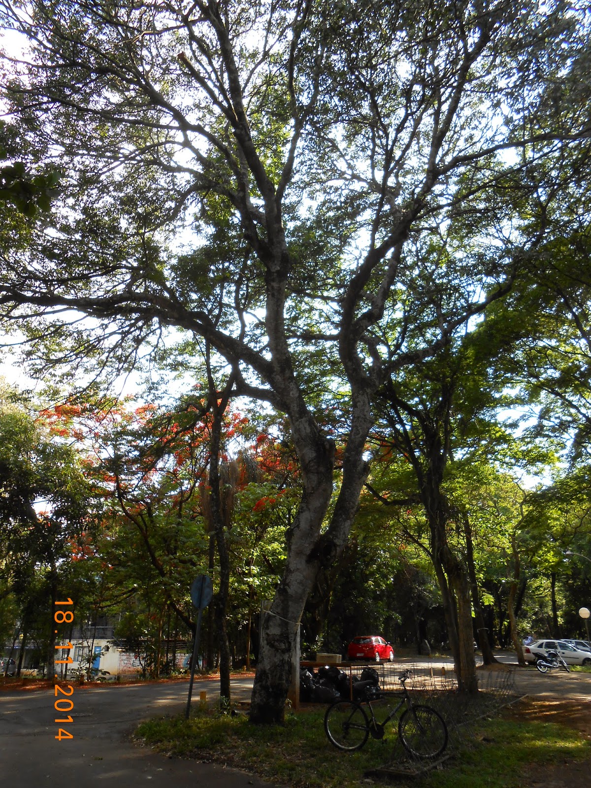 Árvores de Assis: Jatobá