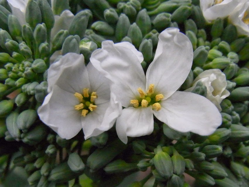 Garden amateur How not to grow broccoli