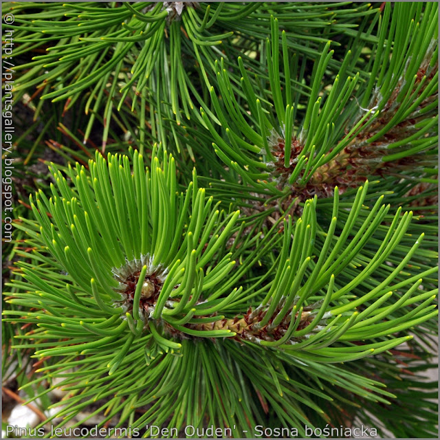 Pinus leucodermis 'Den Ouden' needles - Sosna bośniacka 'Den Ouden' igły