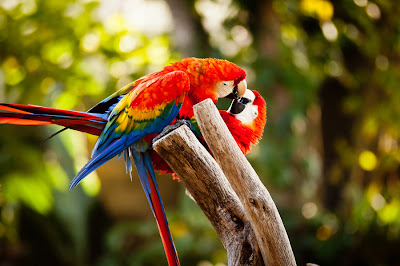 Love Wallpaper Background HD for Pc Mobile Phone Free Download Desktop