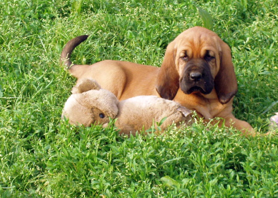 3 male bloodhound puppies left in Hawaii USA