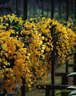 Lan Hoàng thảo vẩy rồng - Dendrobium lindleyi Steud. 