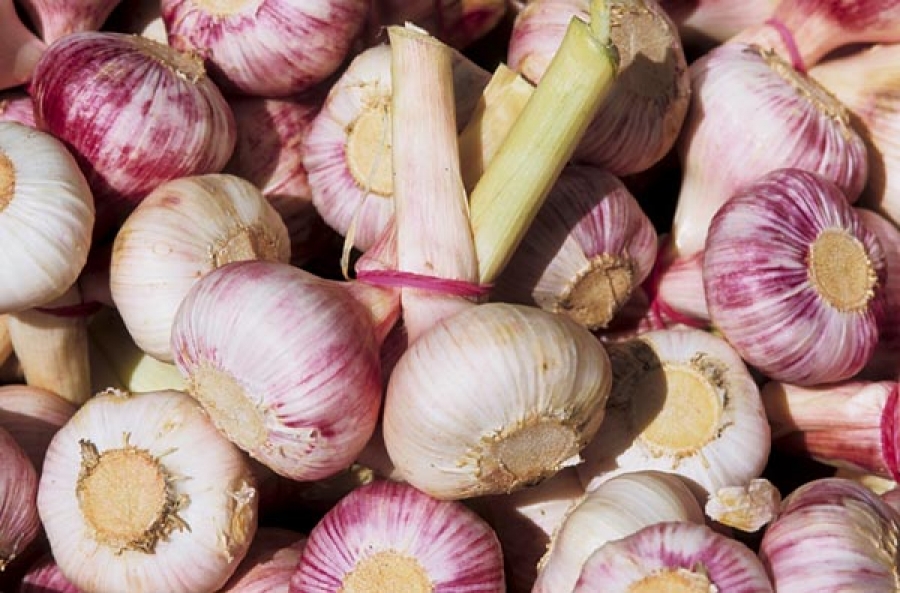 International food blog ITALY Ligurian Garlic or Aglio di Vessalico and other garlics