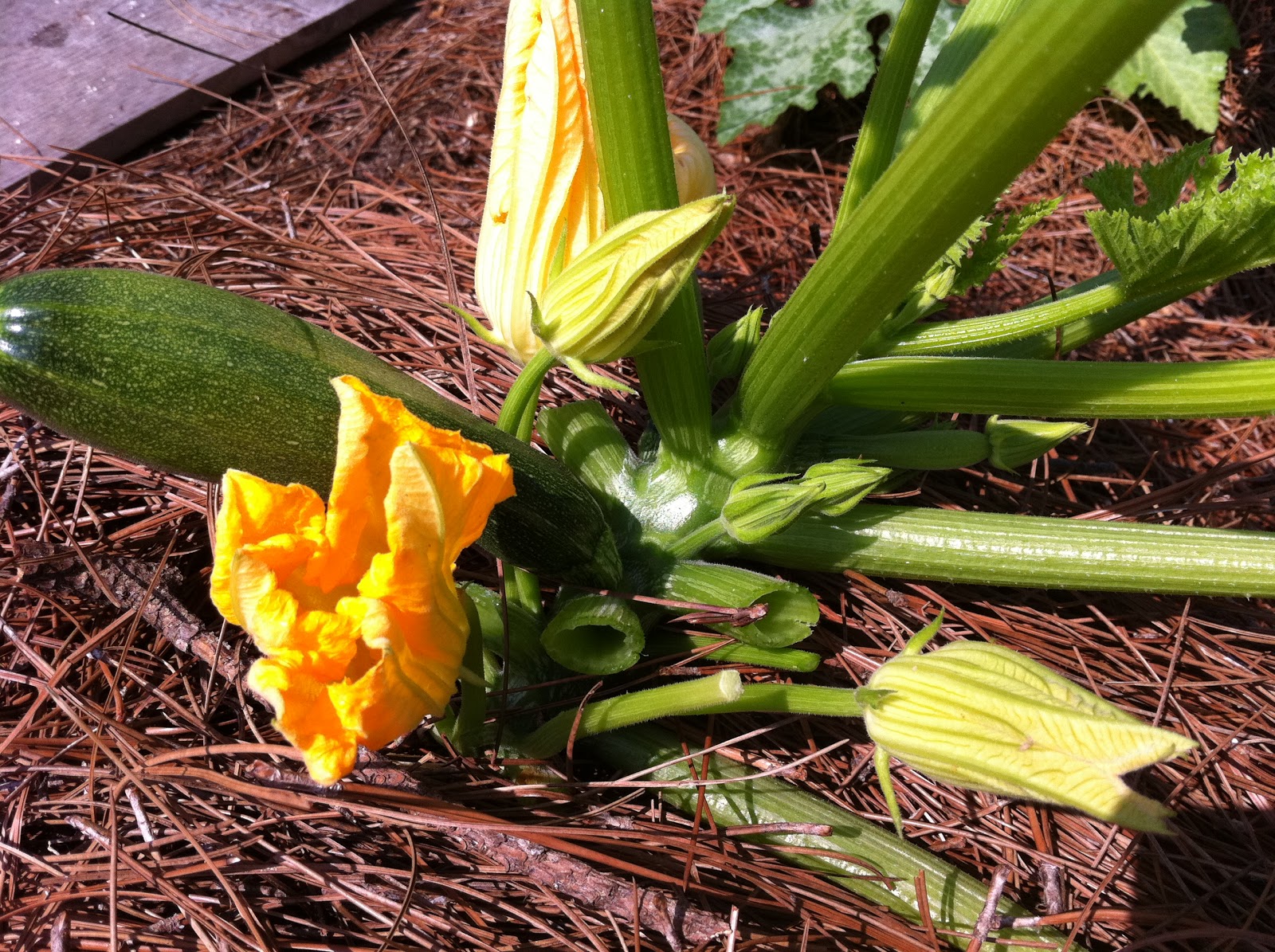 Happy Frog Garden Patch Neptune's Harvest Fish and Seaweed Emulsion Day!
