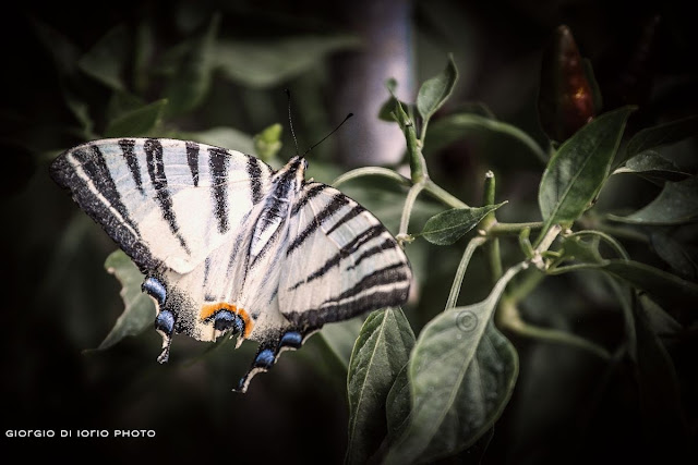 Macaone, Papilio Machaon, farfalla, butterfly, Ischia, Foto Ischia, Natura Ischia, Macro Ischia, Natura, Naturalmente,