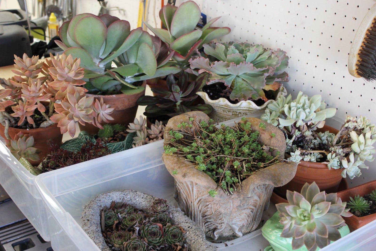 Can Succulents Survive Outside In The Winter - Large Succulent Plants