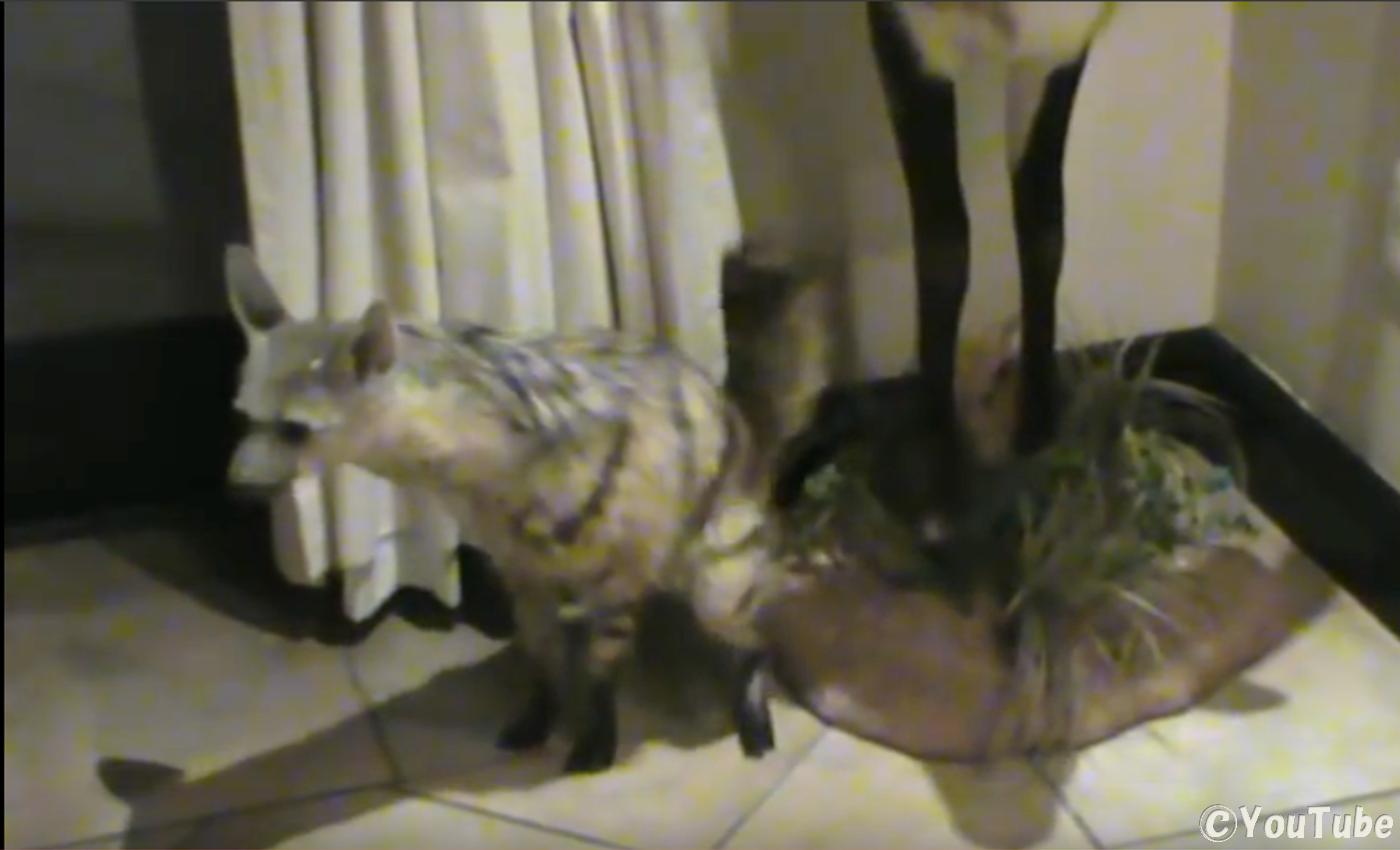 こう見えてもハイエナ科です 室内犬ならぬ室内アードウルフ プレデターtv 肉食獣動画