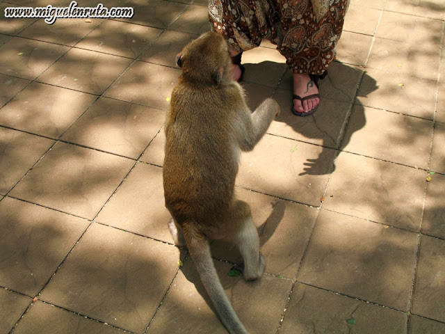 Lopburi Monkeys