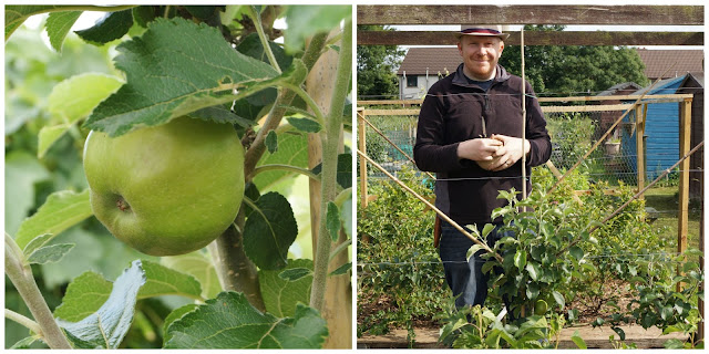 apple pruning - growourown.blogspot.com ~ an allotment blog