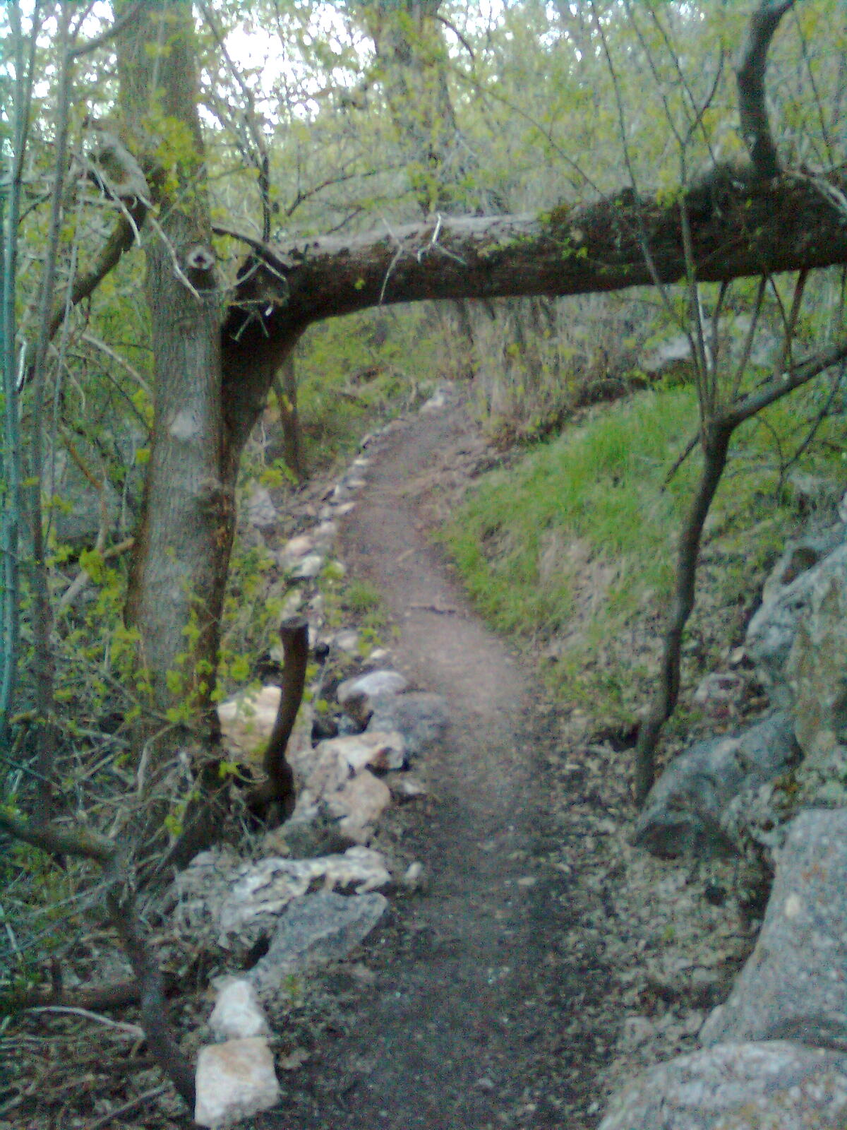 Rocky Mountain Biking Quail Trail