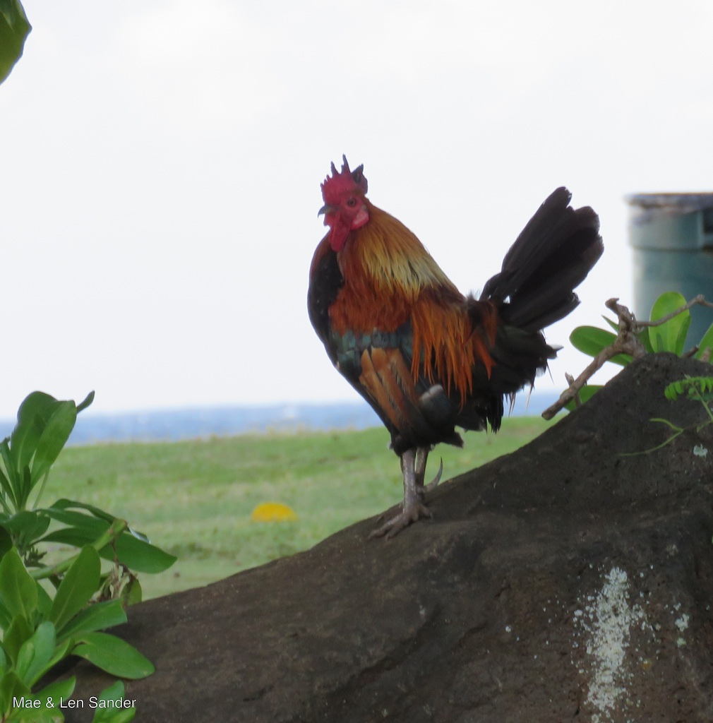 Mae's Food Blog Kauai Chickens