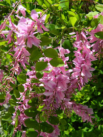 Indigofera kirilowii Kirilow's Indigo Toronto Botanical Garden by garden muses-not another Toronto gardening blog