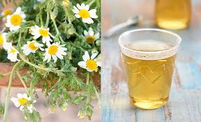 Manzanilla inflamacion del pene