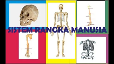 Sistem Rangka pada Tubuh Manusia - berbagaireviews.com