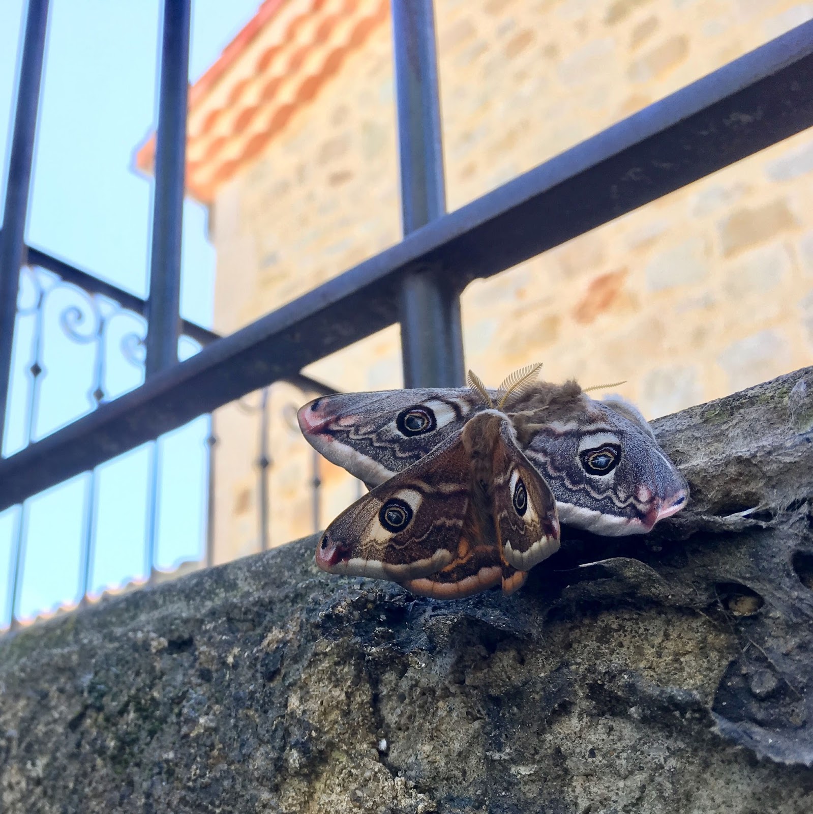 Scorpion mâle datant poissons femelle
