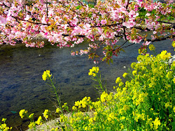 cherry blossom flower sakura japanese wallpapers blossoms japan bunga flowers spring yellow nature pink funmag river wallpaperaccess backgrounds