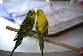 boy and girl parakeets