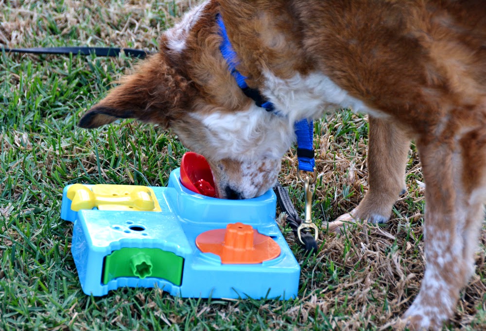 The Dog Geek: Puzzle Toy Review: Toys'R'Us Treat Puzzle Dog Toy