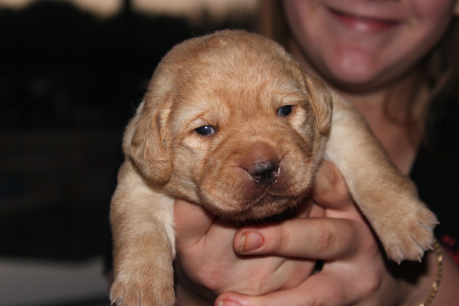 Mythic Labradors Puppy Updates