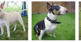 Mundo Pet Magazine Bull Terrier